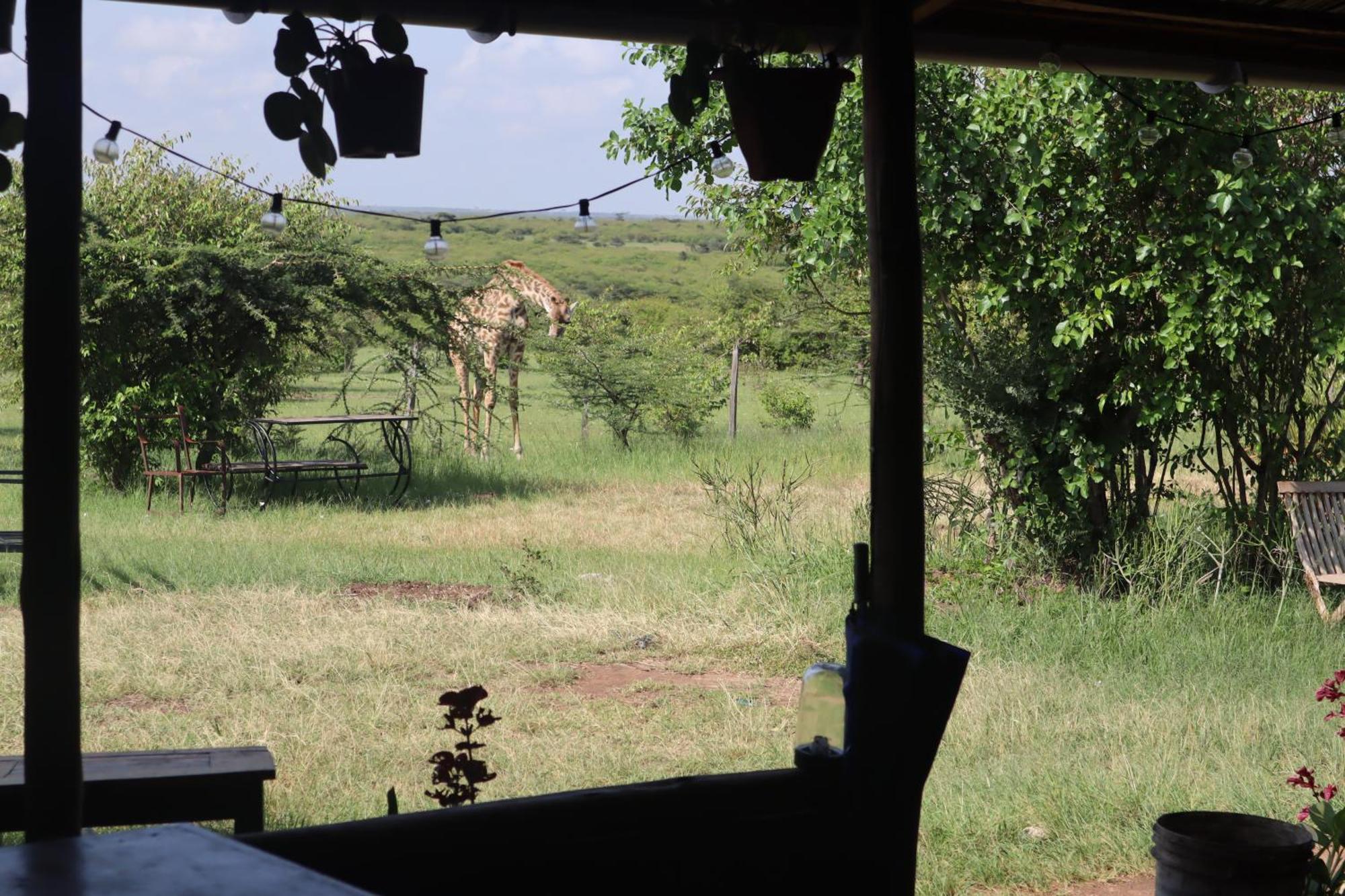 ホテル Kambu Mara Camp Sekenani エクステリア 写真